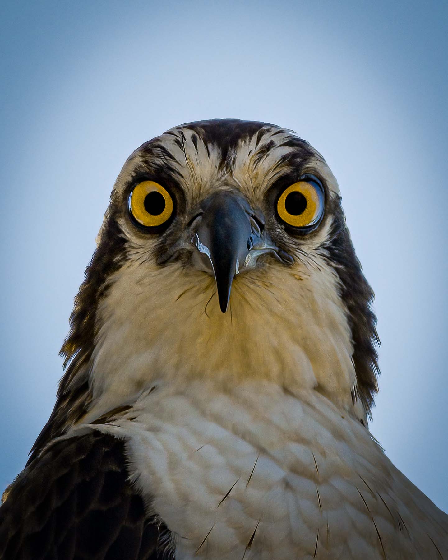 Osprey Staredown
